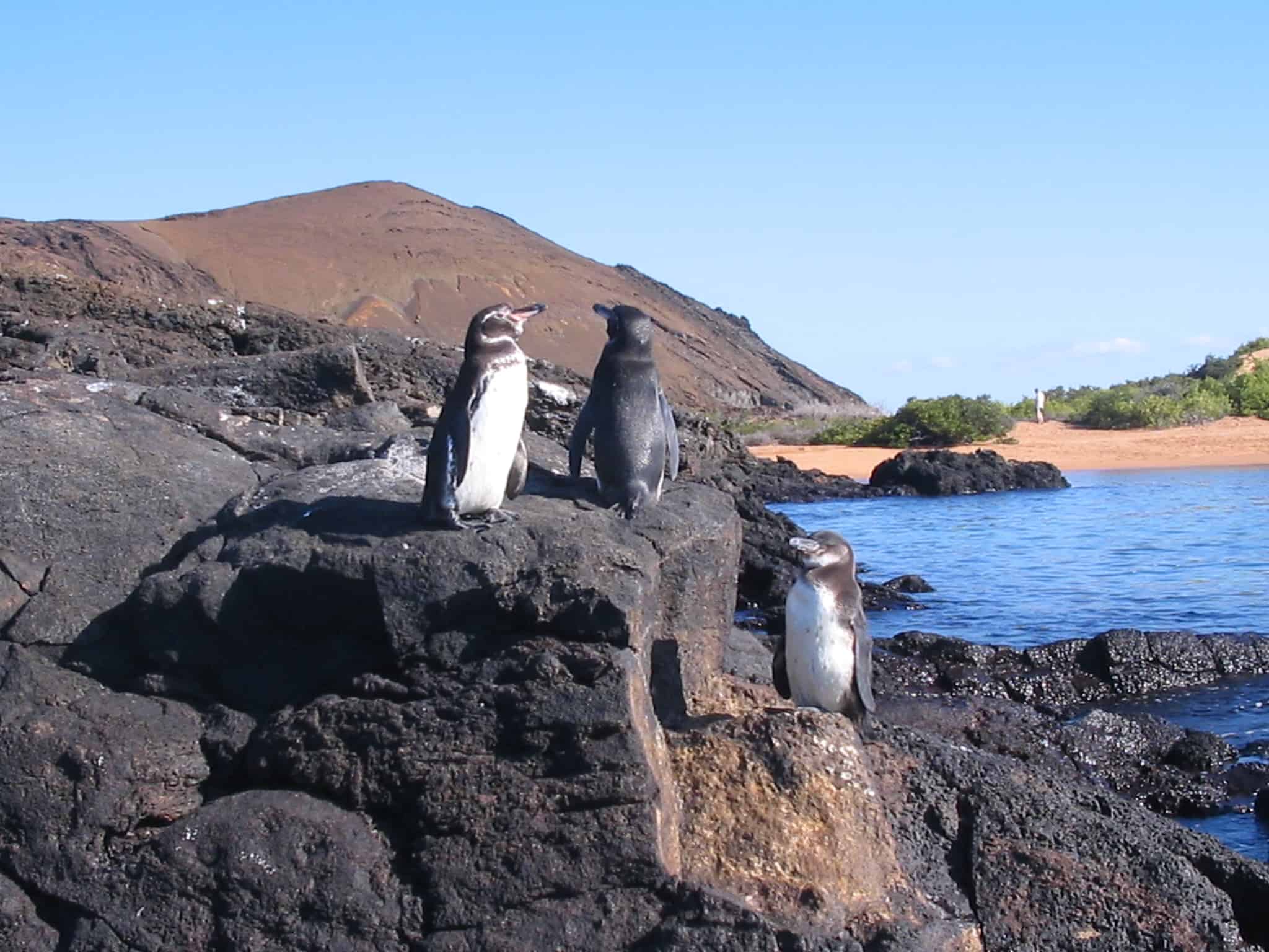Galapagos - Best Honeymoon Cruises