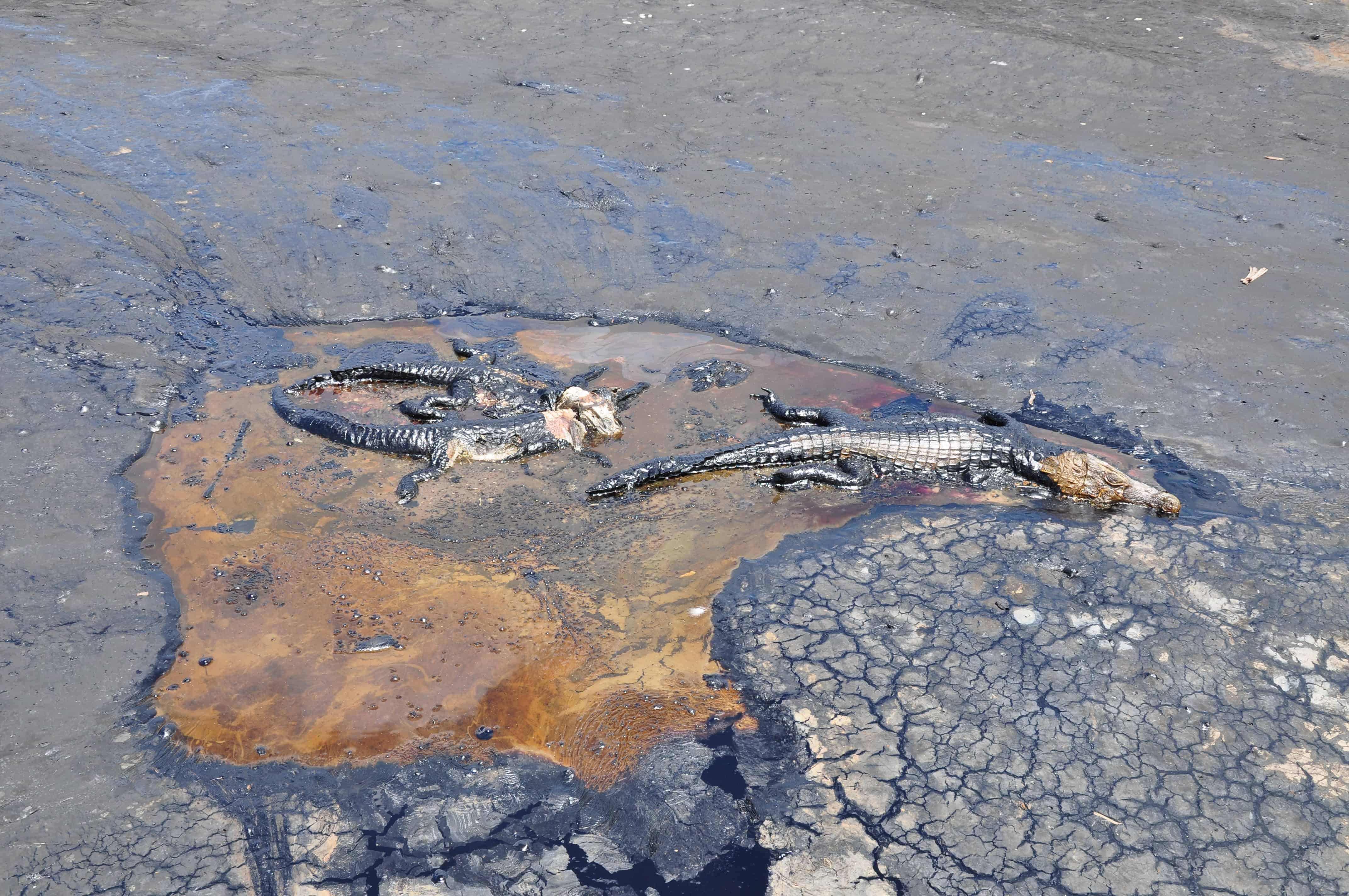 Alligators - Trinidad Pitch Lake Tour