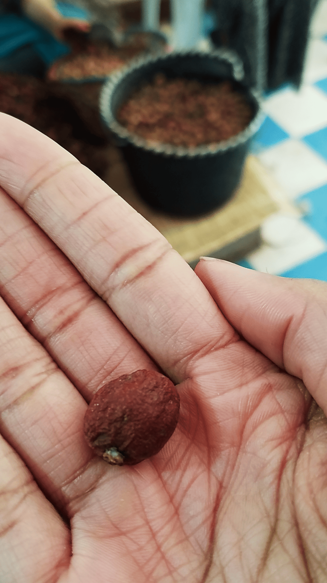 Argan - Holidays in Morocco