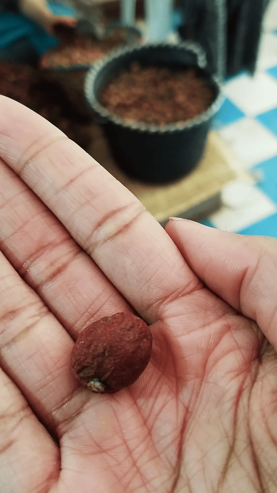 Argan - Holidays in Morocco