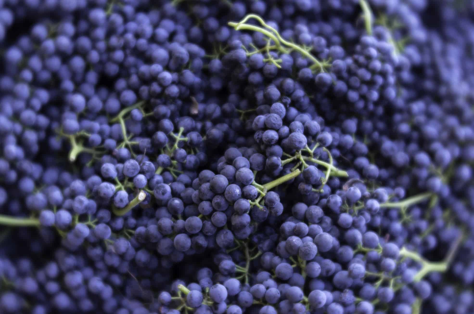 Syrah Grapes at DA Ranch in Sedona - Day Trips from Sedona