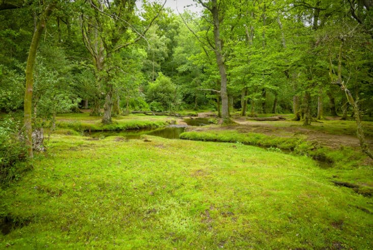 The New Forest - Best National Parks UK
