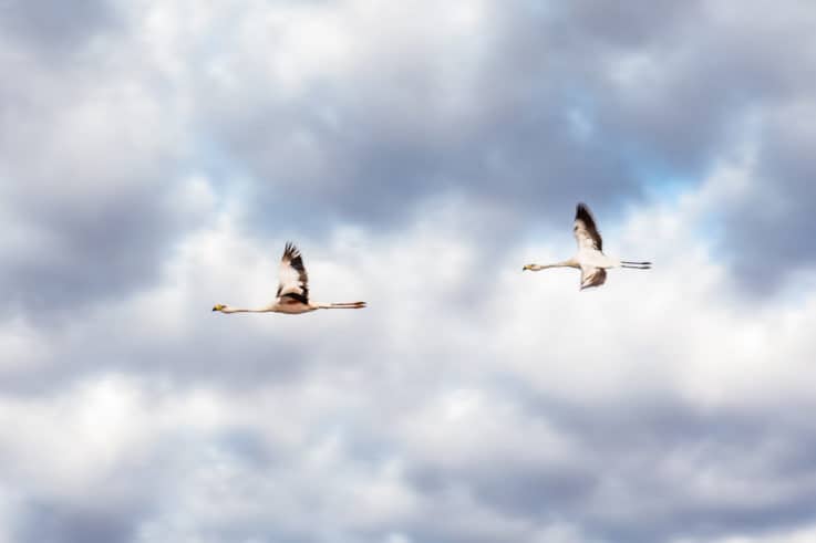 Andean Flamingos - Things to do in the Atacama Desert