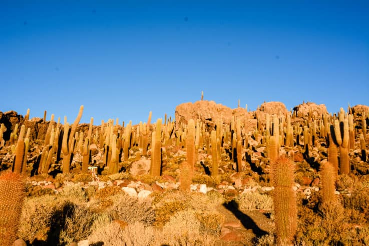 Incahuasi Island - Uyuni Salt Flats tour