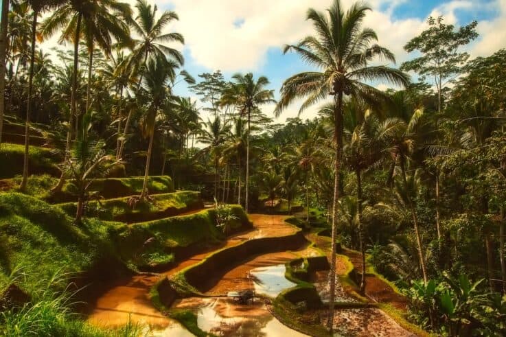 Rice paddy - Bali Wellness Retreat