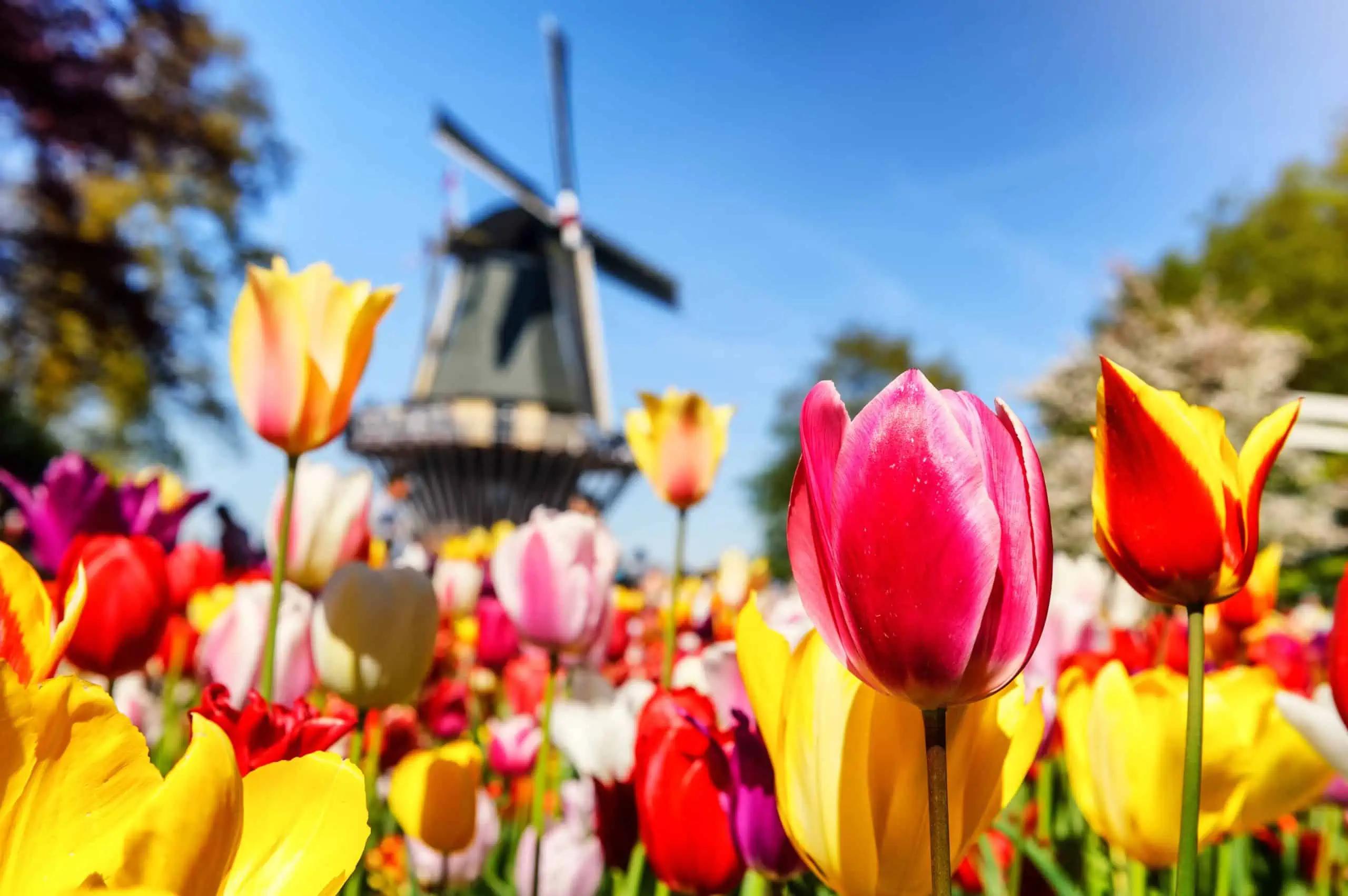 Keukenhof Tulips - Spring Fields of Europe