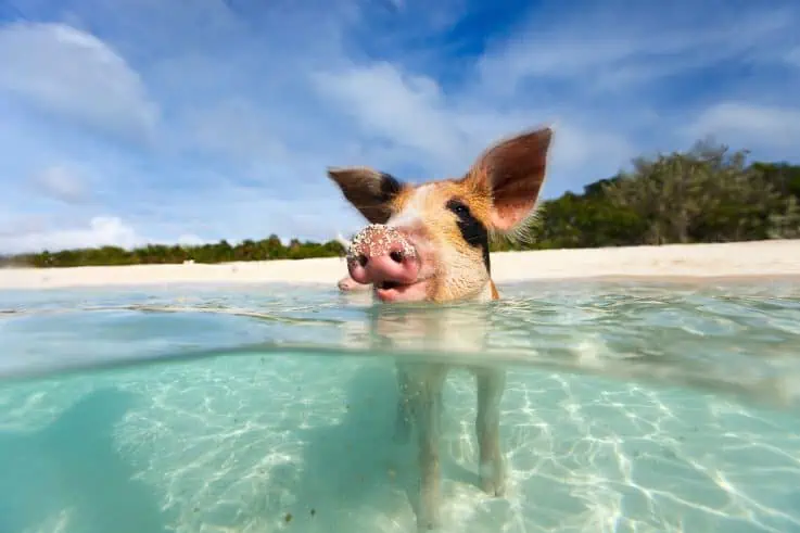 The Bahamas - best spring break destinations for families