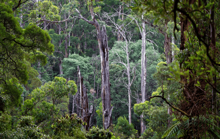 Dandenong - Best Day Trips from Melbourne