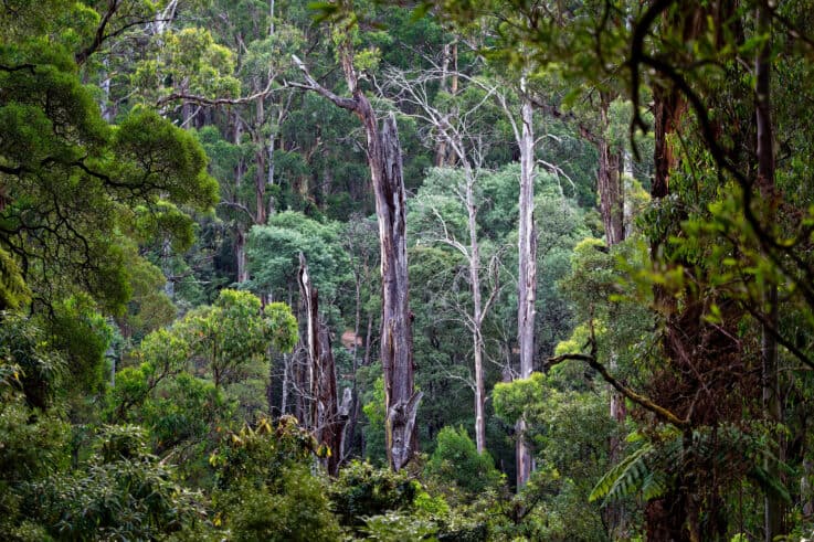 Cement Creek Redwood Forest -  Best Day Trips from Melbourne