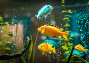 How to care for fish while traveling on vacation