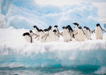 Adelie penguins colony on the iceberg Antarctica