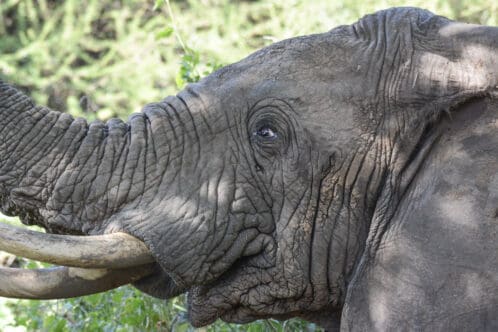 Tanzania Safari - Elephant
