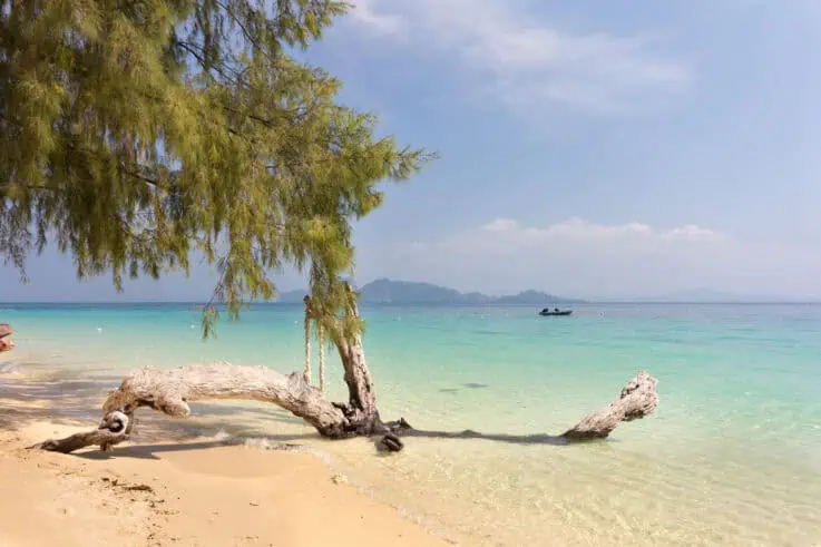 Best Thailand Beaches: Tree and white sand beach at Koh Kradan.