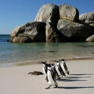 Cape Town Escape