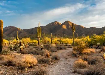 Sonoran Desert in Scottsdale, AZ. Photo Credit: Adobe Stock.