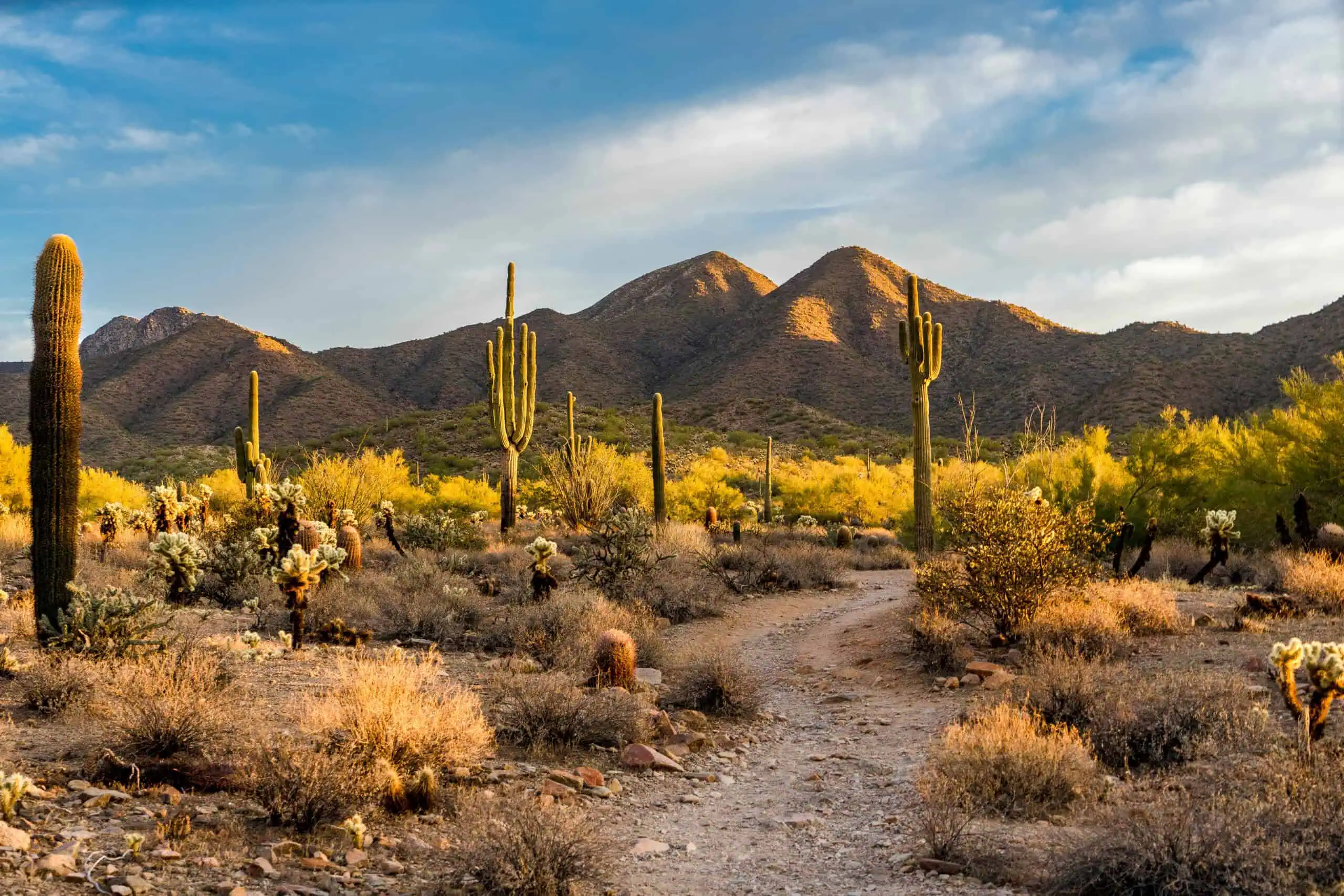 Sonoran Desert in Scottsdale, AZ. Photo Credit: Adobe Stock.