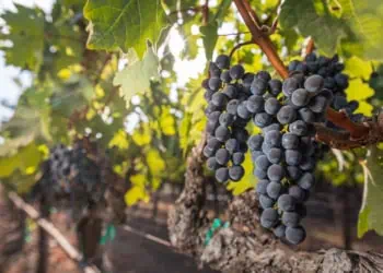 Sullivan Rutherford Estate in Napa Valley produces high-quality, small quantity Bordeaux varietals. Photo Credit: Jack Wonderly Photography.