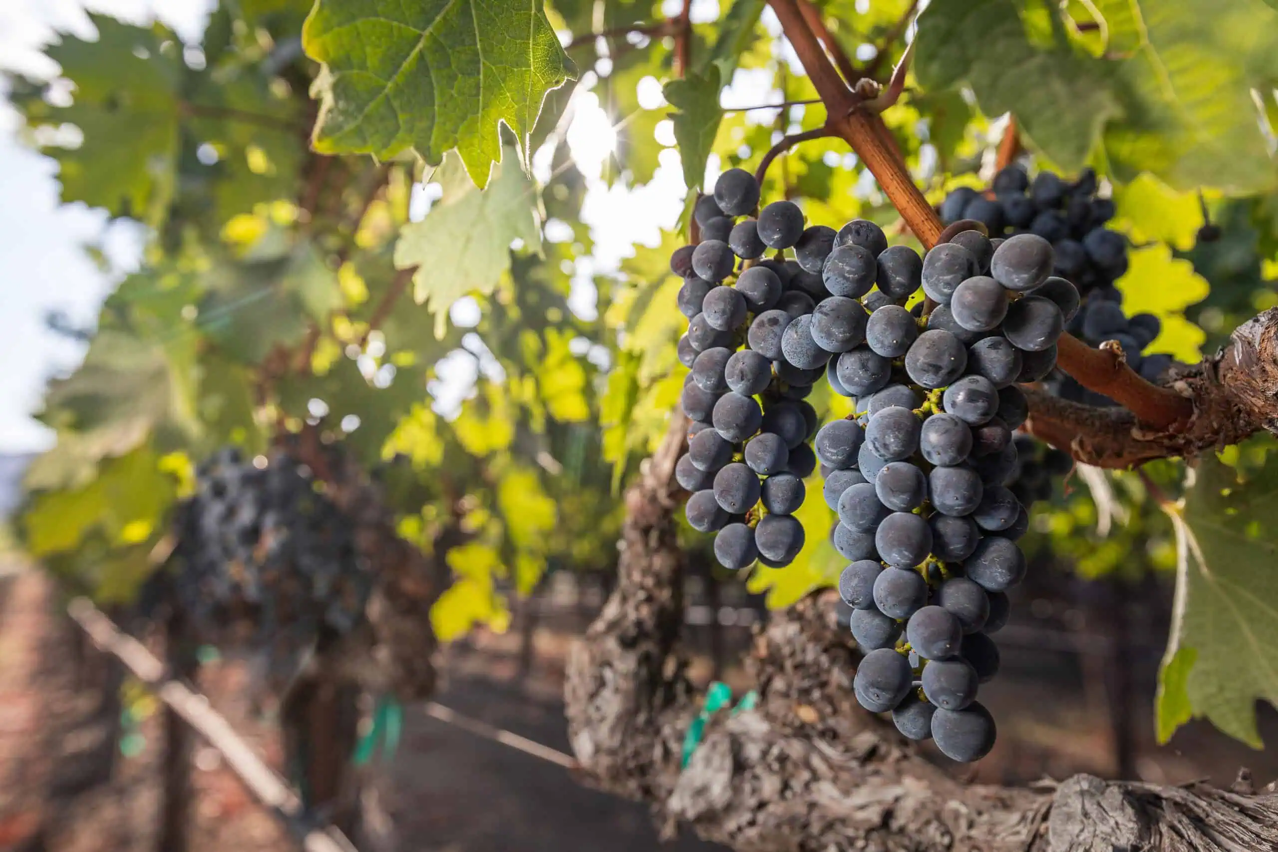 Sullivan Rutherford Estate in Napa Valley produces high-quality, small quantity Bordeaux varietals. Photo Credit: Jack Wonderly Photography.